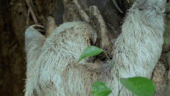 Saturday evening links of sloth