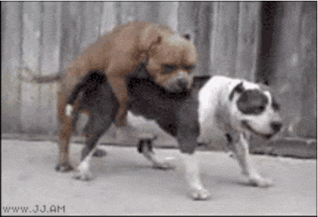 Wednesday night links of humping day