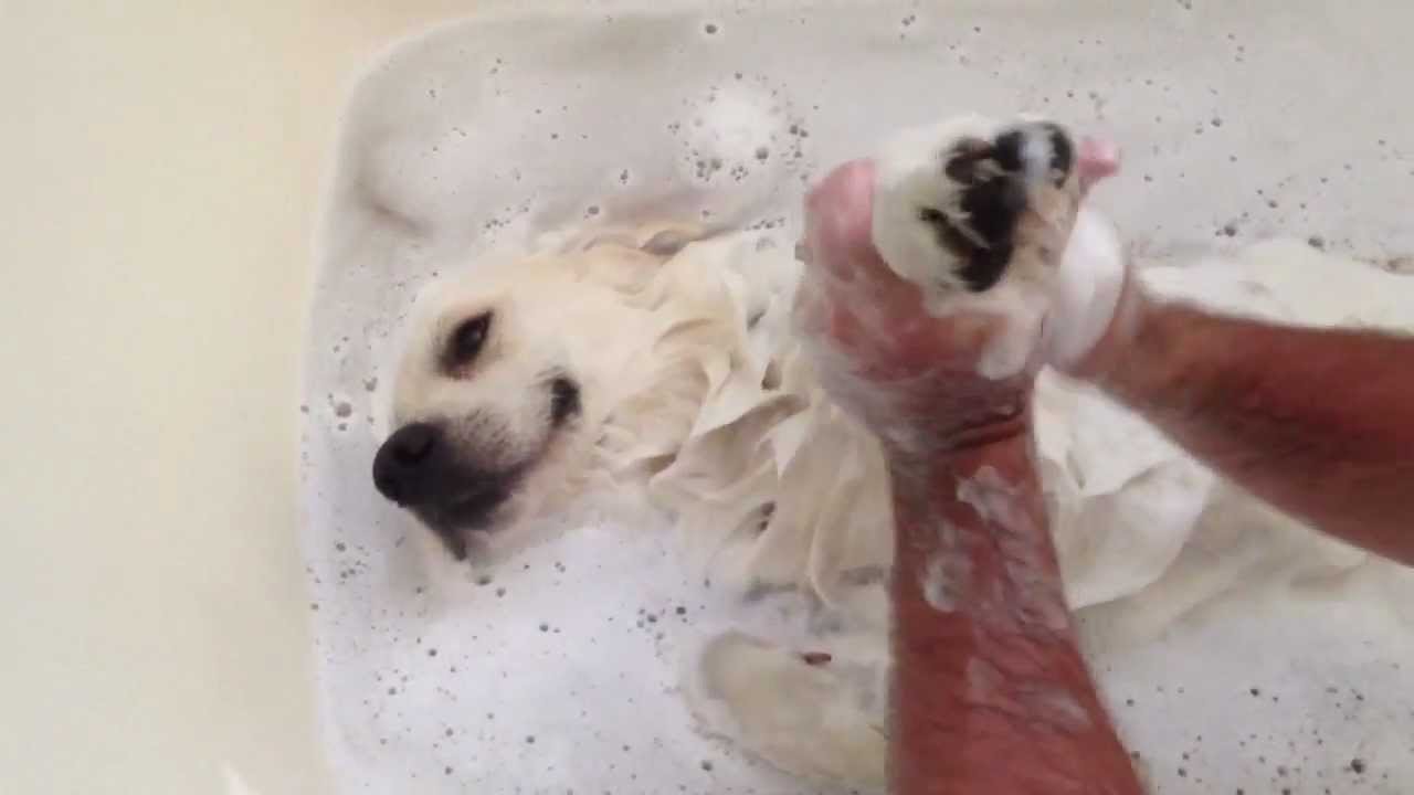 Tuesday Afternoon Links of Wonder Dog Grooming