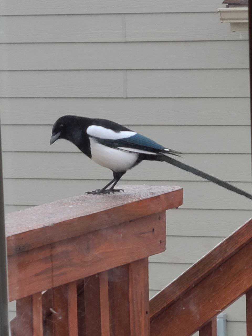 Friday Afternoon Corvid Links