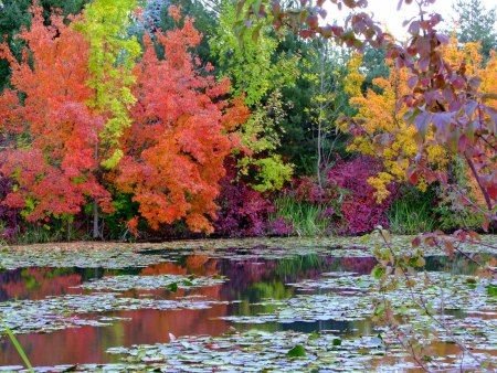 Saturday evening links of fall