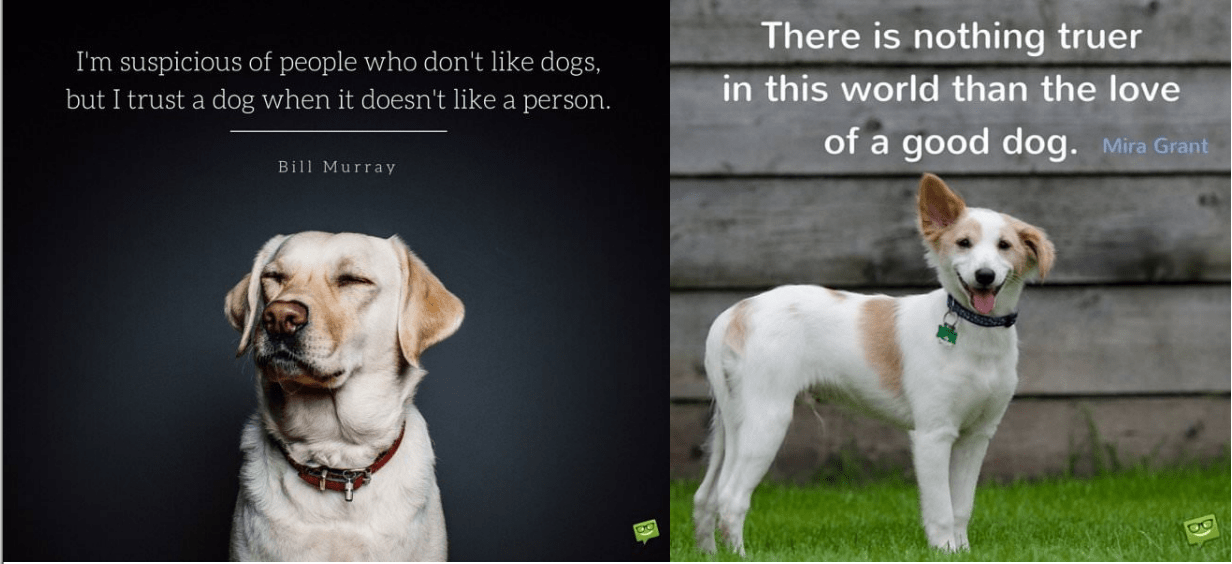 Dogs is good people.