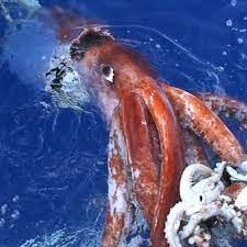 Saturday evening cephalopod links