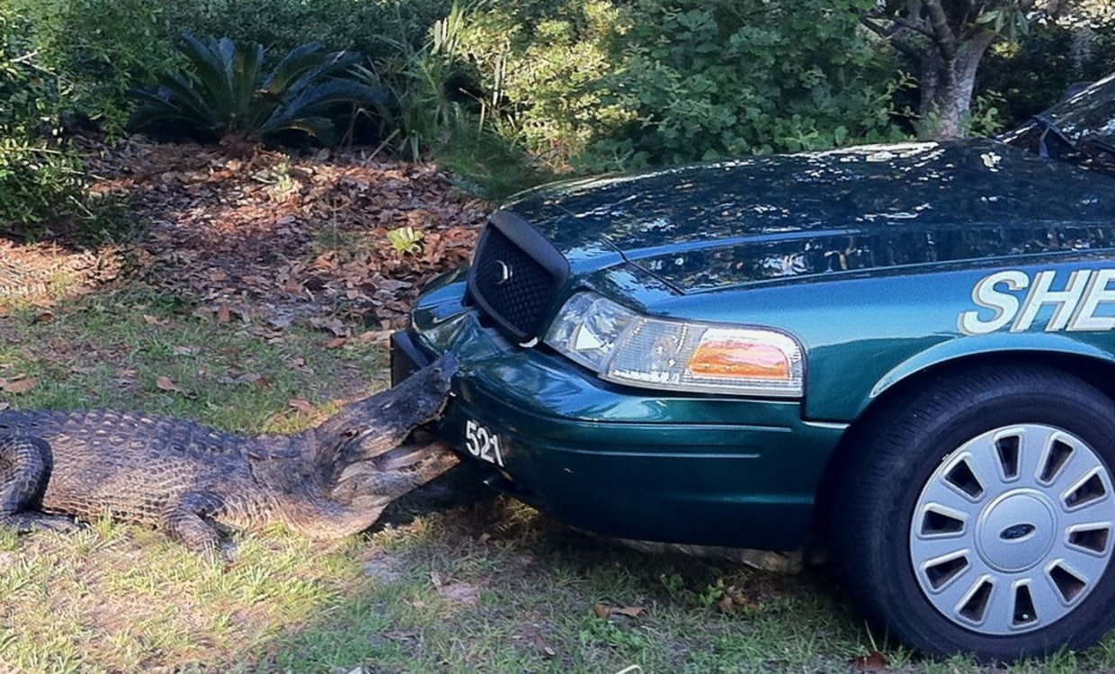 Sunday Morning Florida Man Links