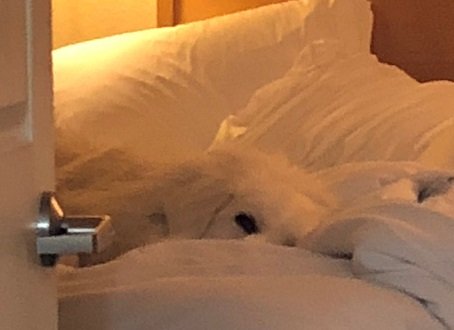 Saturday Mourning Links