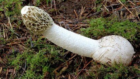 Thursday Afternoon Fungal Links