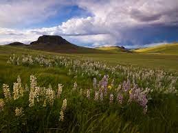 Saturday evening linkadoos