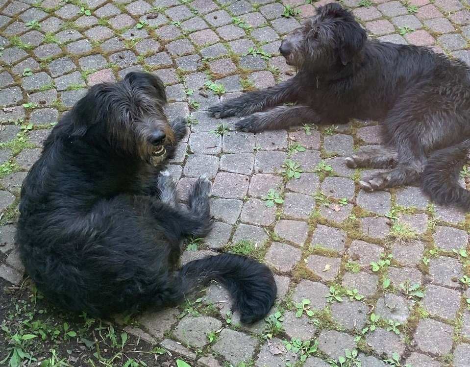 Saturday Morning Dog Days Links