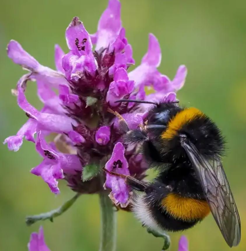 Friday Afternoon Links