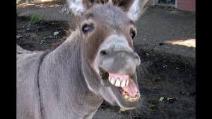 Thursday Morning Links