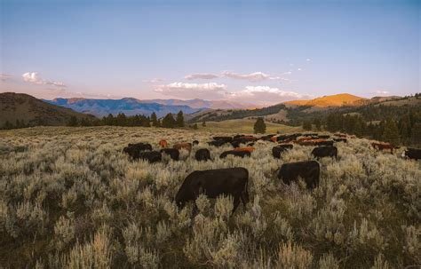 Saturday evening 100% grass fed Links