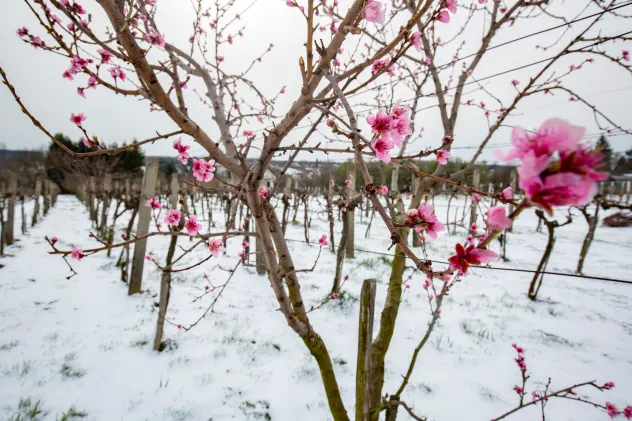 Saturday Morning Winter In April Links