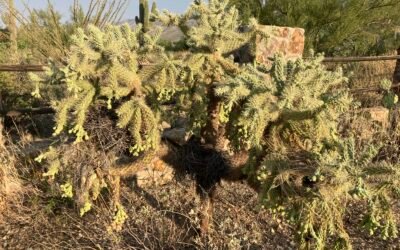 Life in the Desert Update