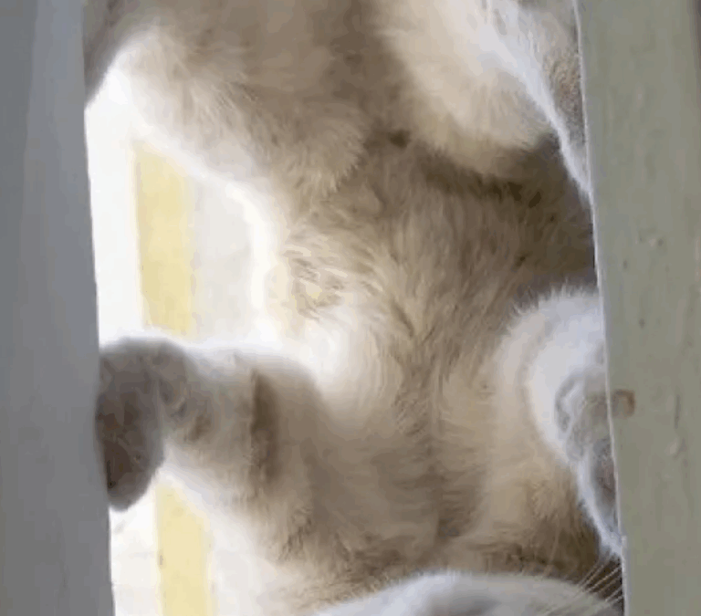 IFLA: The “Cattywampus” Edition of the Horoscope for the Week of August 24