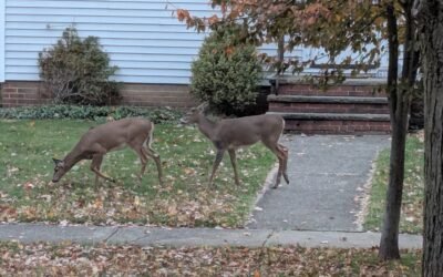 Week Before Thanksgiving Friday Afternoon Links