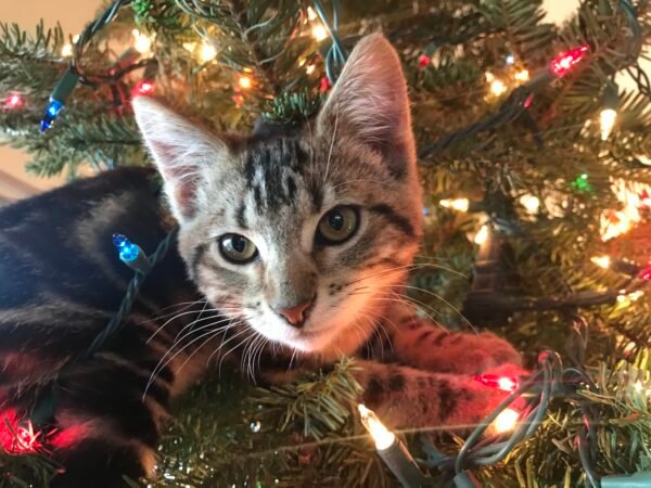 This image has an empty alt attribute; its file name is IMG_8413-600x450.jpeg