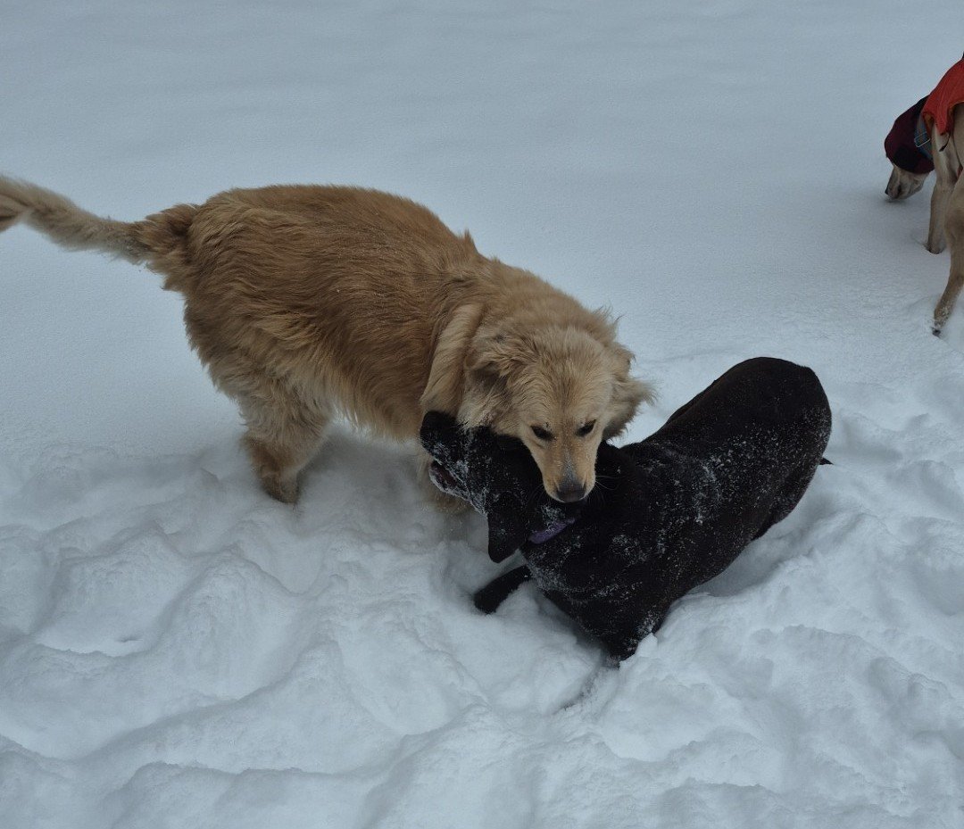 IFLA:  The “Snow is Great!” Edition of the horoscope for the Week of January 4