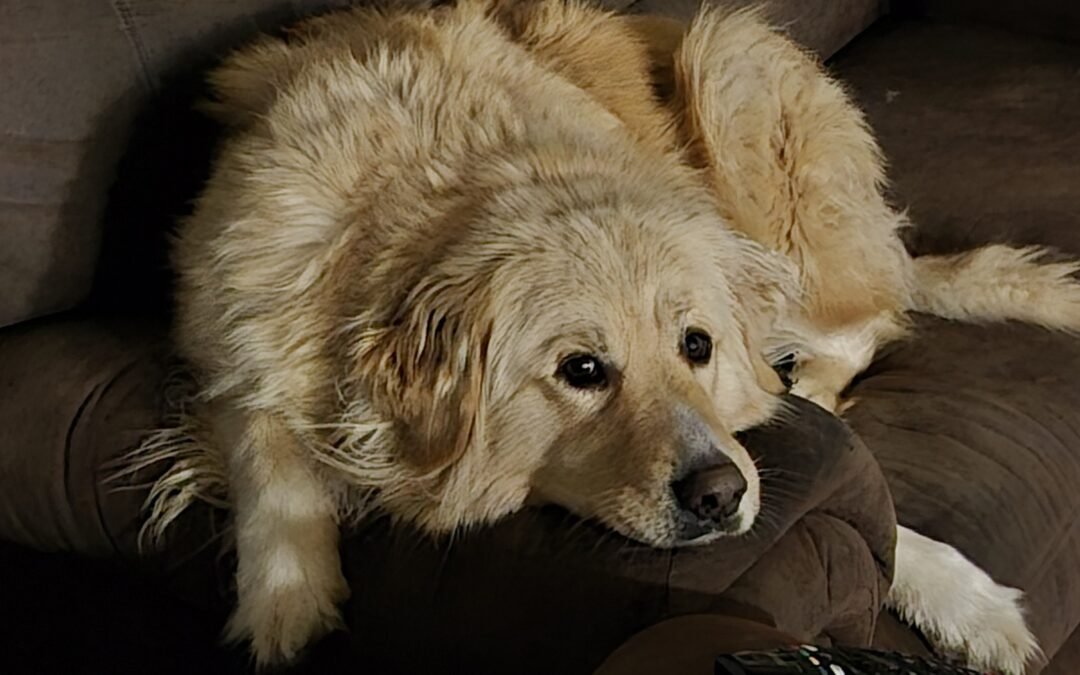 IFLA:  The “Very Brief” Edition of the Horoscope for the Week of February 15