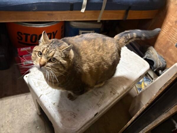 This image has an empty alt attribute; its file name is FatPiper-600x450.jpeg