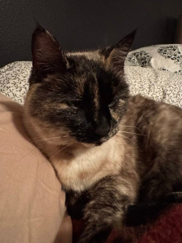 This image has an empty alt attribute; its file name is OldLola-600x800.jpeg