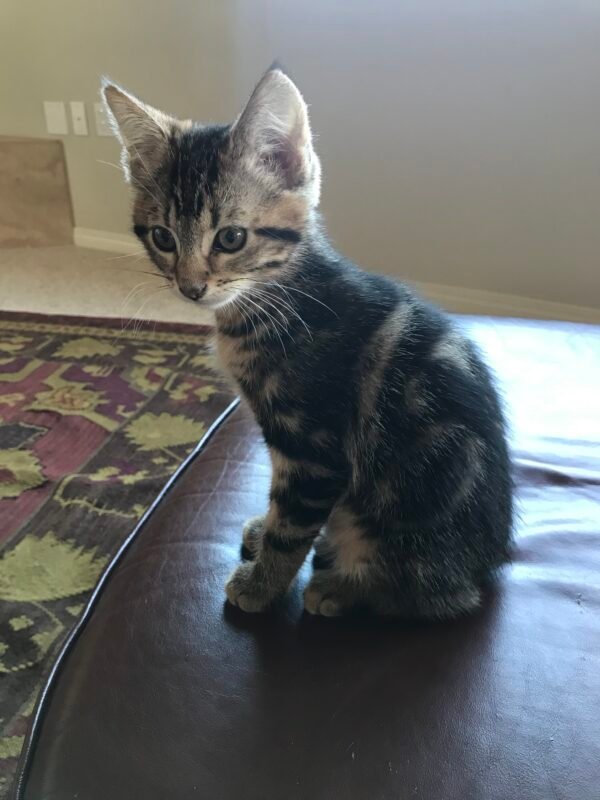 This image has an empty alt attribute; its file name is PiperKitten-600x800.jpg