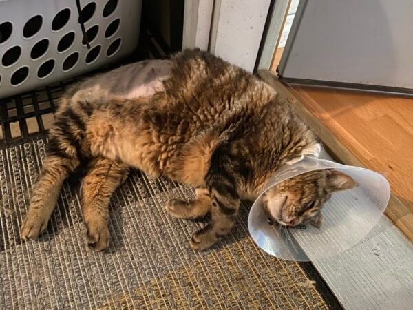 This image has an empty alt attribute; its file name is SurgeryPiper-600x450.jpeg