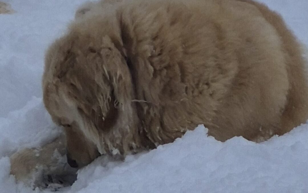 IFLA:  The “Warm Weather Snow” Edition of the Horoscope for the Week of March 1