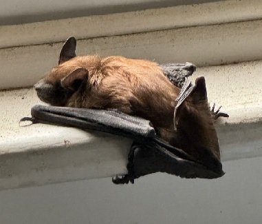 Saturday Morning Batshit Crazy Links