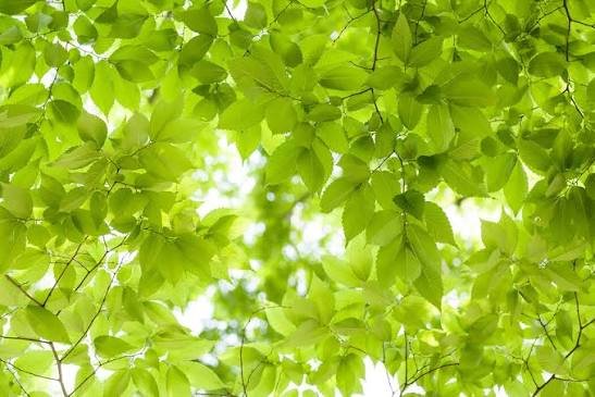 IFLA:  The “Early Fall” Edition of the Horoscope for the Week of September 6