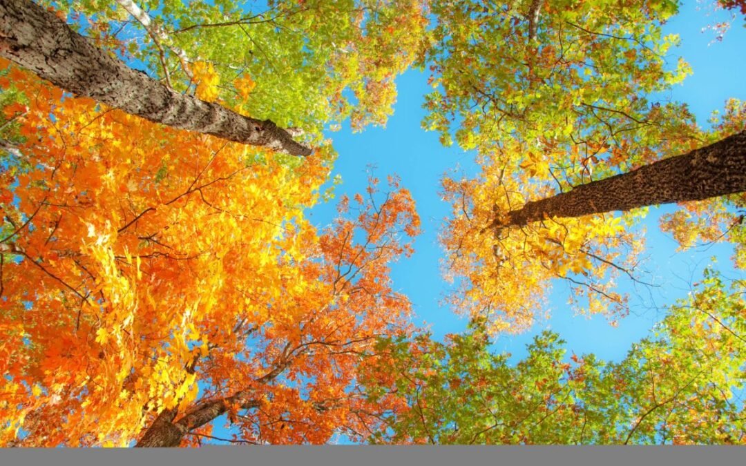 IFLA:  The “Come Play” Edition of the Horoscope for the Week of October 11