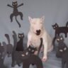 Shpip